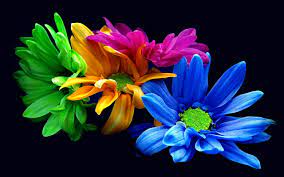 Abbiamo dato alla storia un attimo di verità. Sfondi Hd Fiori Colorati Fiore Sfondi Hd 2560x1600 Wallpapertip