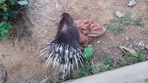 Svečanu sojaru organizira futuristic expo. Sajaru Jo Ajka Youg Me Lupt Hota Jaa Raha Hai Josne Nahi Dekha Deklo Akbar Youtube