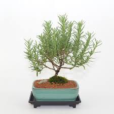 Image result for rosemary bonsai