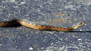 Maybe you would like to learn more about one of these? Snake Species Of Ohio At A Glance Trekohio