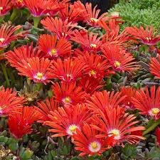 Image result for Delosperma mahonii