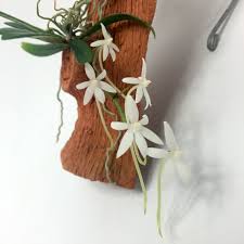 Mini orchids