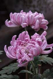 Pin By Ana Krsjak On Flowers Chrysanthemum Flower Flower Pictures Pretty Flowers