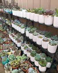 Spruce up your home by growing succulent plants nurseries always plant their succulents in soil that's too rich and retains too much moisture, so you'll want to repot your succulent as soon as you. Where To Buy Succulents Buyers Reviews Guide