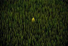 Picea sitchensis 'haida' golden sitka spruce. Helene Washington Hwsquirrelnut Profile Pinterest