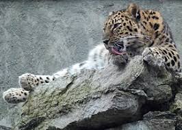 Leopard De L Amour Wikipedia Avec Images Leopard De L Amour Chats Rares Felin Sauvage