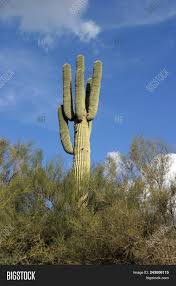 These saguaro cactus facts will show you just how unique this cactus is. Saguaro Cactus Arizona Image Photo Free Trial Bigstock