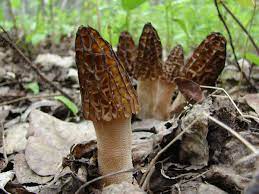 Mar 29, 2019 · wait for your morel mushrooms to grow. How To Grow Morels