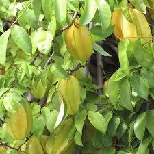 This video was filmed in the adelaide winter and goes through some important tips on fruit tree quality. Star Fruit Carambola Averrhoa Carambola My Garden Life