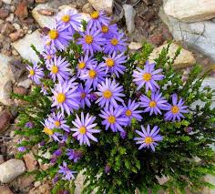 Image result for Felicia filifolia