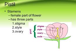 The female reproductive organ of a flower, consisting of the stigma, style, and ovary. Plant Parts