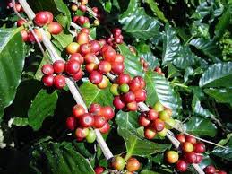 Image result for Coffea