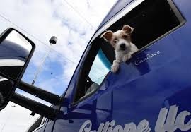 Through the viewfinder: Convoy canine