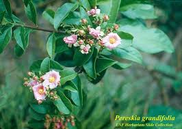 Image result for Pereskia