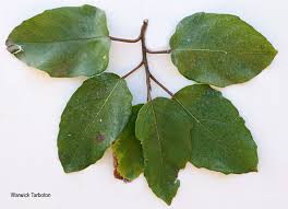 Image result for Ficus sur