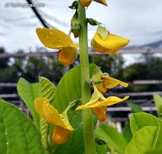 Image result for Crotalaria monteiroi