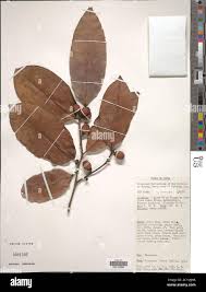 Image result for Diospyros ferrea