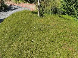 Image result for Lysimachia tenuicaulis