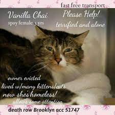 Catsrangels2 On Twitter Cats Cat Adoption Cats And Kittens