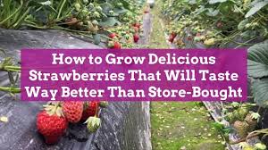 Curbside pickup · savings spotlights · everyday low prices How To Grow Strawberries Better Homes Gardens