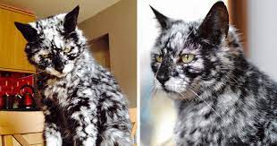 Scrappy was born to a litter of five. 19 Year Old Black Cat Turns Into A Marble Beauty Most Likely Due To A Rare Skin Condition Bored Panda