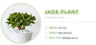 Check spelling or type a new query. 21 Small Indoor Plants For Apartment Living Proflowers