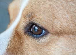 Eye Defects Congenital In Dogs