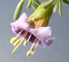 Image result for Lycium mascarenense