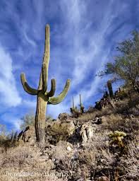 Harming a saguaro cactus in any manner, including cactus plugging, is illegal by they were used for so many things that they didn't want people damaging them for fun so they made it illegal. The Southwest S Main Attraction Live Laugh Rv