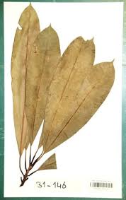 Image result for Manilkara sansibarensis