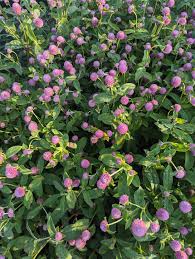 Image result for Gomphrena globosa