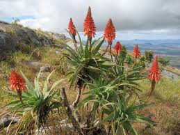 Image result for Aloe bicomitum
