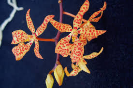 Image result for Ochna richardsiae