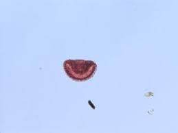 Image result for Melastomastrum segregatum