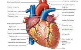 Labeled Human Heart Koibana Info Human Heart Anatomy Heart Anatomy Human Anatomy And Physiology