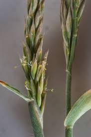 Image result for Centropodia