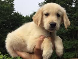 View our site and take a look at the pedigrees of our dogs.do your research and i am sure you will agree that we can provide that golden pup you so desire. Clarksville Golden Retrievers Home Facebook