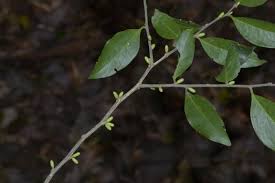 Image result for Opilia amentacea