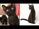 Bombay - Cats 101 | Animal Planet