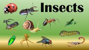 You should choose 1 word out of 3 given. Different Types Of Insects Learn Insects Name Insects For Kids Insects With Picture In Kids Entry Youtube