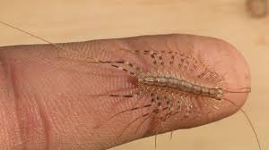 House centipedes lay their eggs in the spring. Will It Bite House Centipede The Insect Ur Youtube
