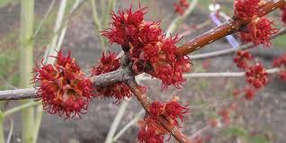 We did not find results for: Red Maple Flowering Time Description Seasonal Development And General Distribution In Alabama