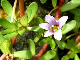 Image result for Bacopa hamiltoniana