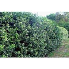 $14.99 $11.99 set your store. Orange Jessamine Murraya Paniculata 250mm