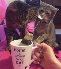 Create Meme Tea House Tea House My Cat Party Cat Pictures Meme Arsenal Com