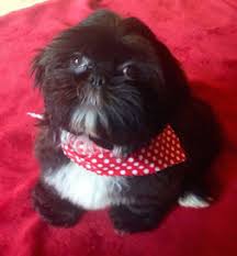 Check spelling or type a new query. Happy Tail A Shih Tzu Puppy Makes A Choice Petfinder