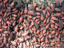 Maybe you would like to learn more about one of these? Boxelder Red Shouldered And Scentless Plant Bugs