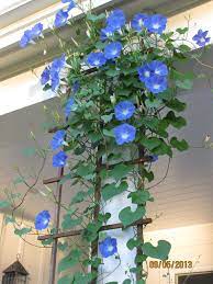 Fe7dad22557d64ff92fd4266ffff0afb Jpg 1 200 1 600 Pixels Cottage Garden Design Plants Garden Vines