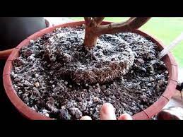 3 Ways To Get Rid Of Mold On Houseplants Wikihow Potted Plants Outdoor Indoor Plants Low Light Houseplants