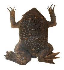 Mates call the female by making. Datei Surinam Toad Dfdb Jpg Wikipedia